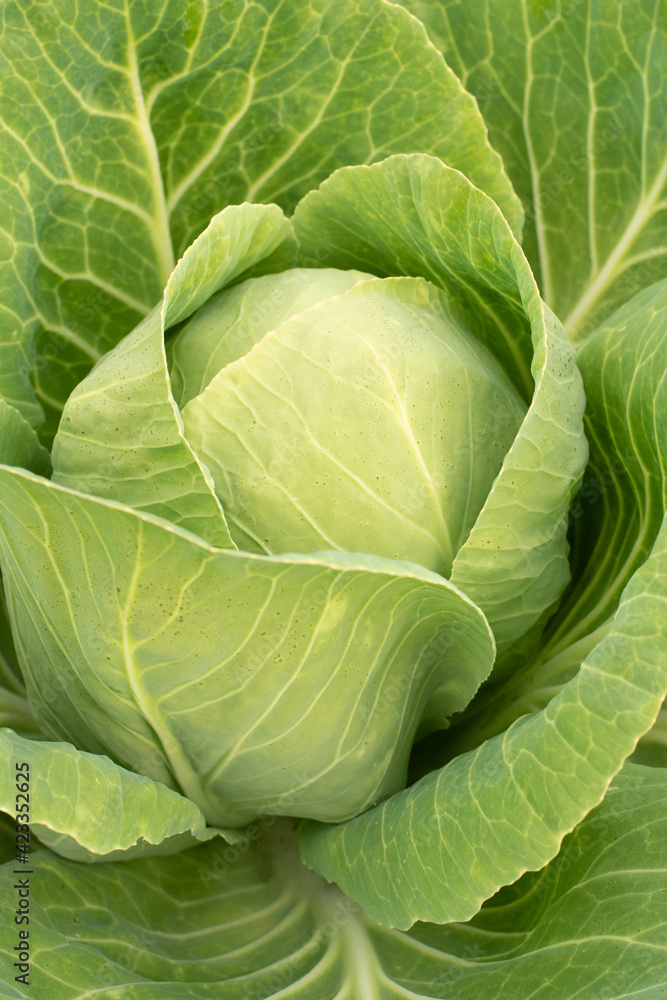 Cabbage head in growth at vegetable garden Cabbage head in growth at vegetable garden