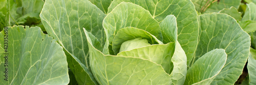 Cabbage head in growth at vegetable garden