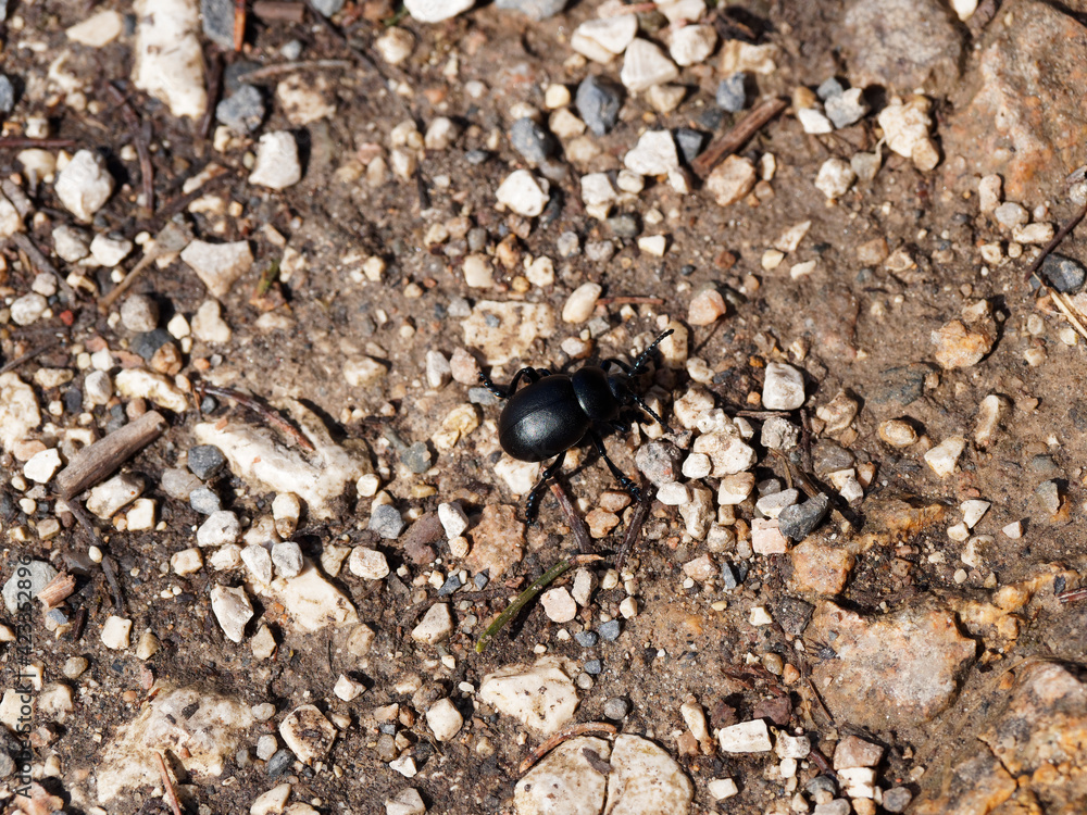 Bläulichviolette Tatzenkäfer oder  Ledriger Blattkäfer (Timarcha goettingensis)