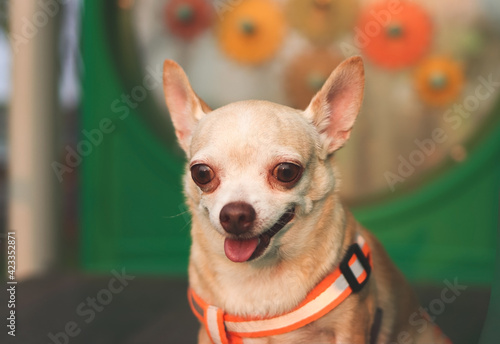 Brown Chihuahua dog sitting on playground equipment and smiling with his tongue out.
