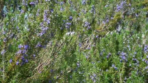 Full of purple flowers and rosemary herbs. It is native to southern Europe and is called the dew of the sea.	