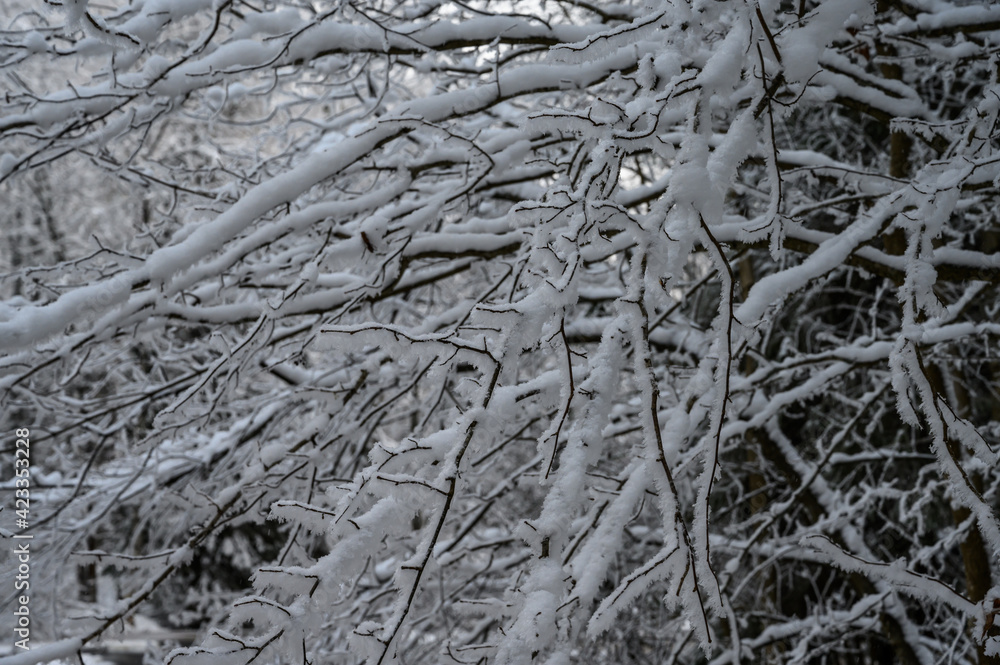 beautiful snowy tree branches. branches in the snow against the blue sky