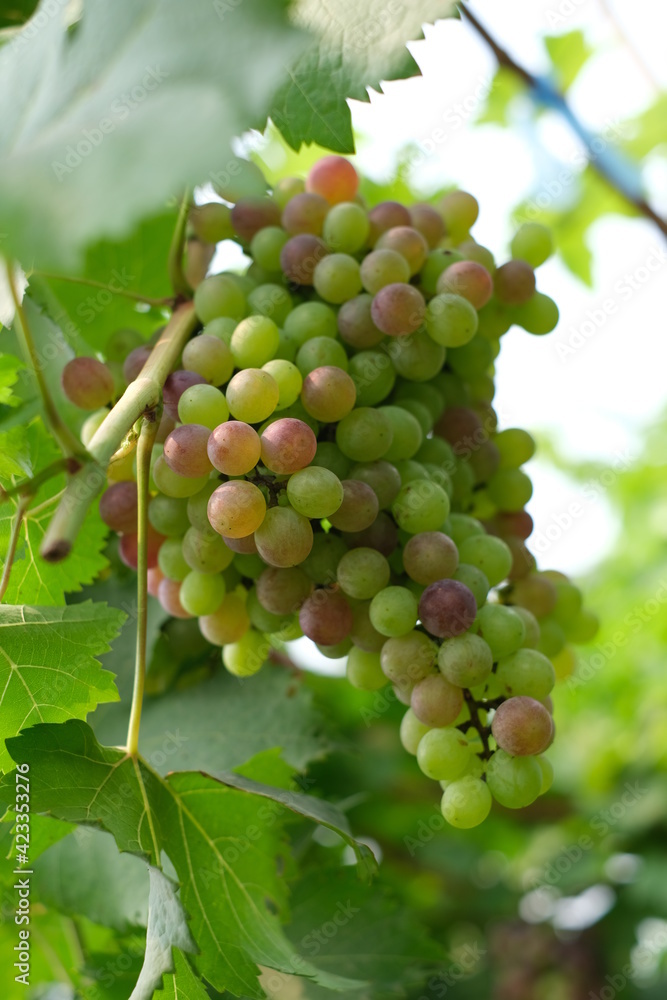 bunch of grapes on vine,organic garden bunch of grapes on vine,organic garden