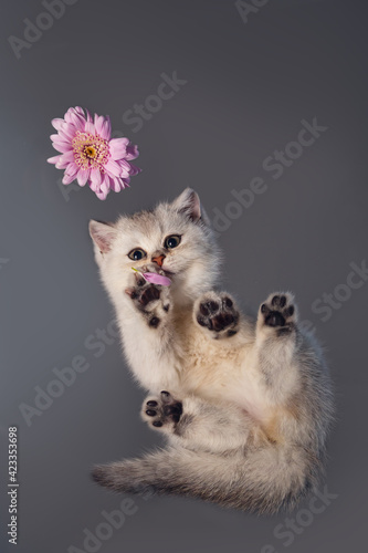 White British kitten with a flower.