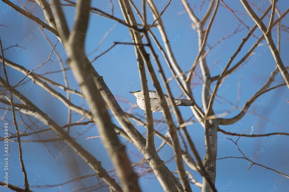 The Fieldfare, or the Snowbird (lat. Turdus pilaris) The Fieldfare, or the Snowbird (lat. Turdus pilaris)