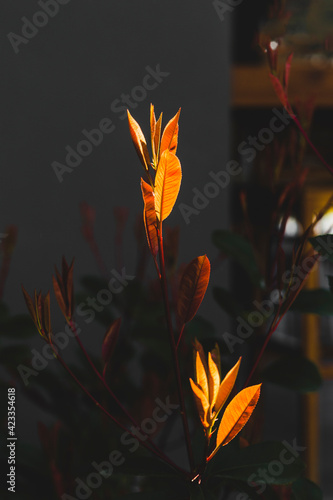 The plant called the fire bush that can turn into red colors in Turkey. Photinia Serrulata. Selective Focus