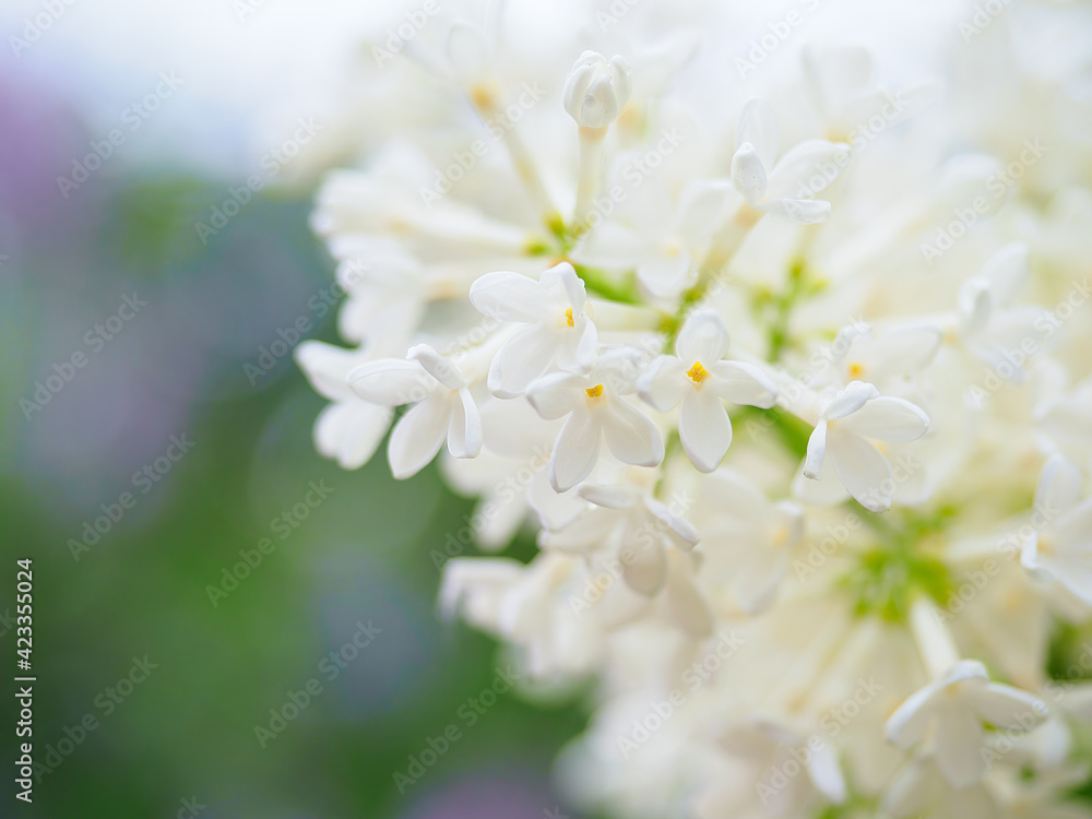 Beautiful lwhite ilac flowers bunch background, closeup Beautiful lwhite ilac flowers bunch background, closeup
