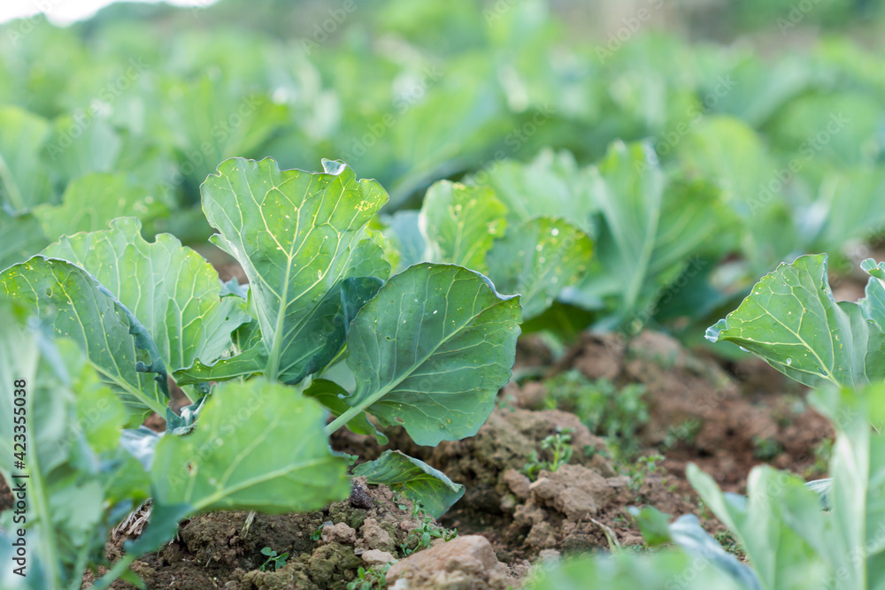 Landscape view of a freshly growing cabbage field. Landscape view of a freshly growing cabbage field.