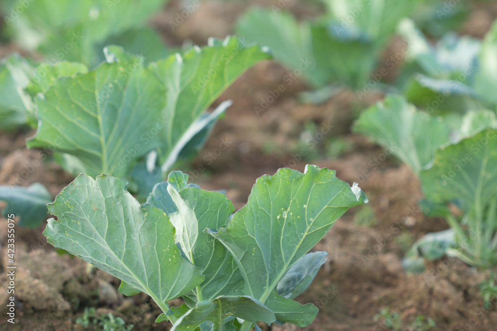 Landscape view of a freshly growing cabbage field. Landscape view of a freshly growing cabbage field.