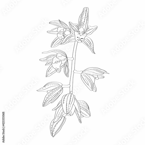 Black and white orchid. Orchid branch isolated on white background. © Виктор Фесюк