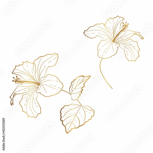 Golden Hawaiian Hibiscus Flower Chenese Rose. Flora and Isolated Botany Plant with Petals. Tropical Karkade or Bissap Herbal Tea.