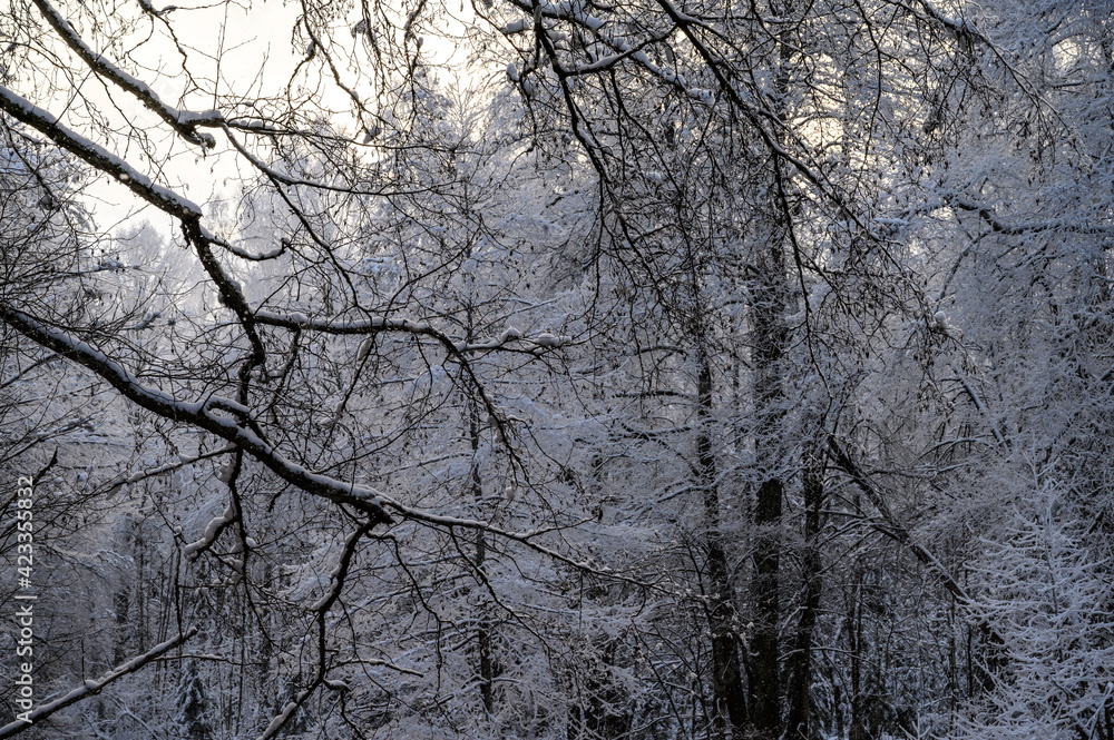 beautiful snowy tree branches. branches in the snow against the blue sky beautiful snowy tree branches. branches in the snow against the blue sky