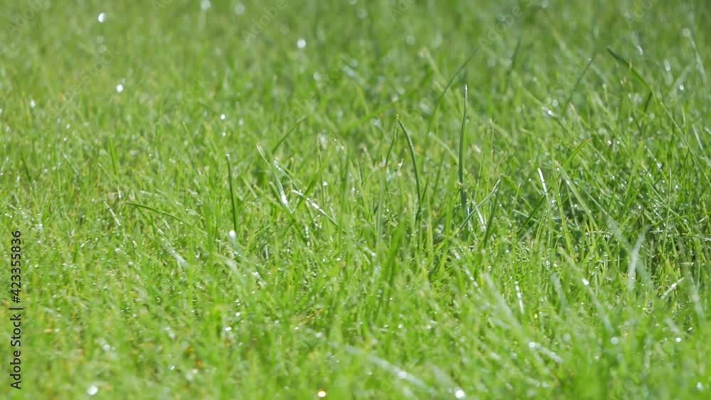 lawn in the backyard. Young green grass after watering with water droplets lawn in the backyard. Young green grass after watering with water droplets
