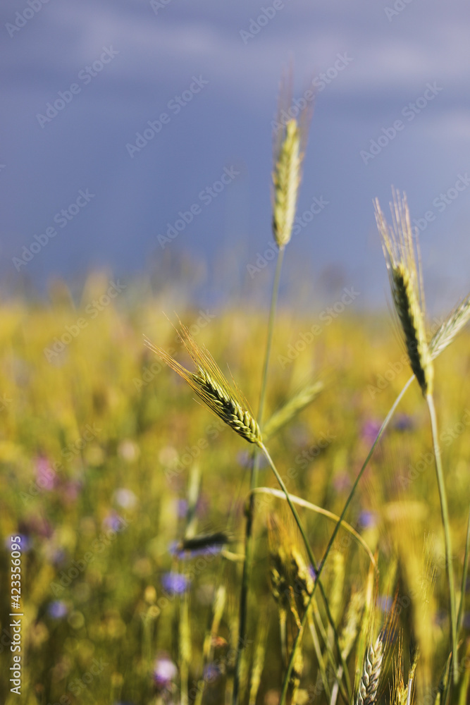Obraz premium A close-up of some green ears in a wheat field ripening before harvest in a sunny day. ripening ears of wheat. Juicy fresh ears of young green wheat in spring. Green Wheat field. selective focus
