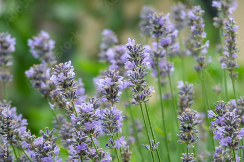 Lavenders close up in summer under vineyards