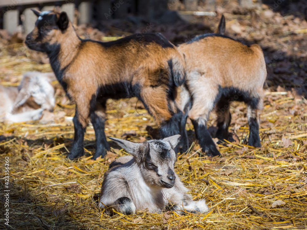 Domestic goat kids in a barnyard in a sunny weather Domestic goat kids in a barnyard in a sunny weather