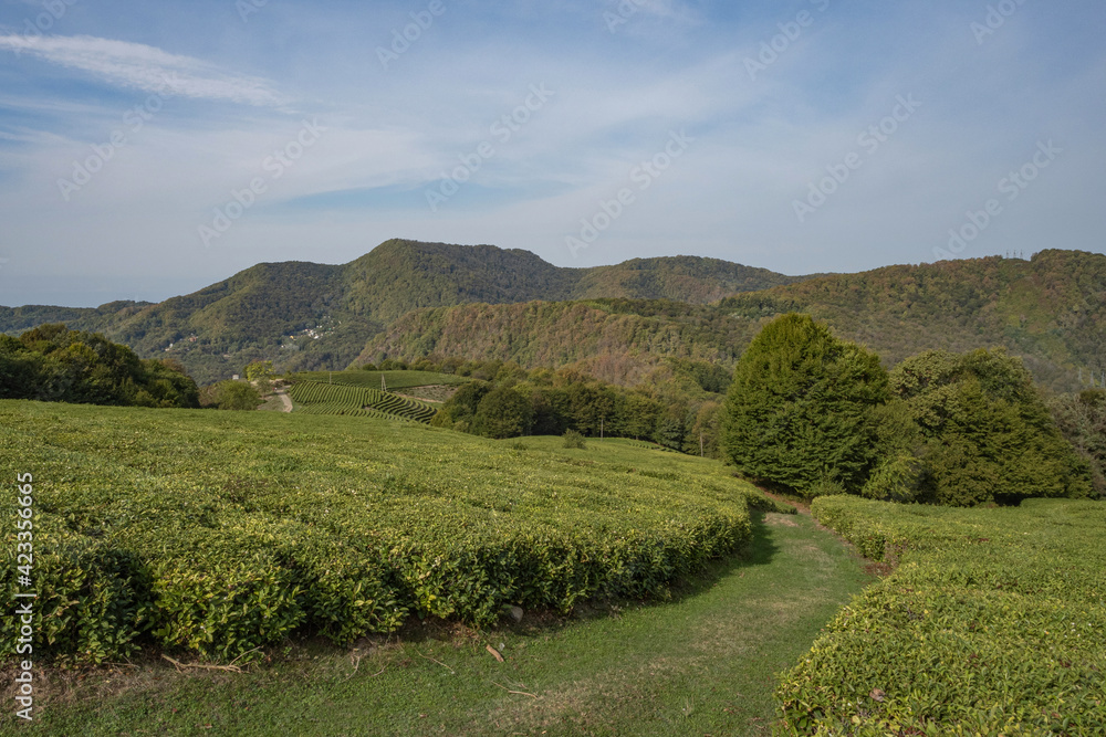 Tea fields in the vicinity of Sochi. Mountain View.