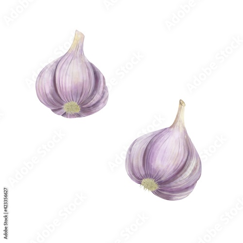 Watercolor garlic on white background