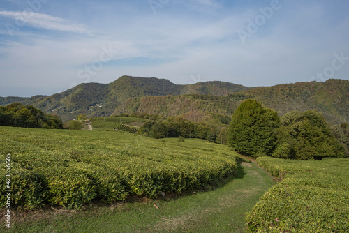 Tea fields in the vicinity of Sochi. Mountain View.