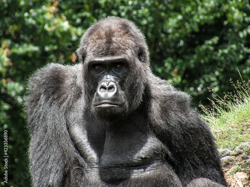 Gorille mâle en gros plan 
