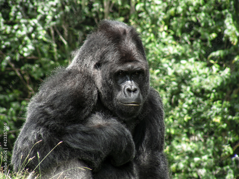 Gorille mâle en gros plan	