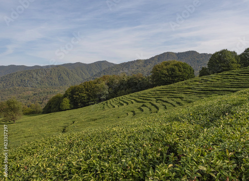 Mountain landscape in the Sochi region. Tea fields on a summer day. Light clouds in the sky