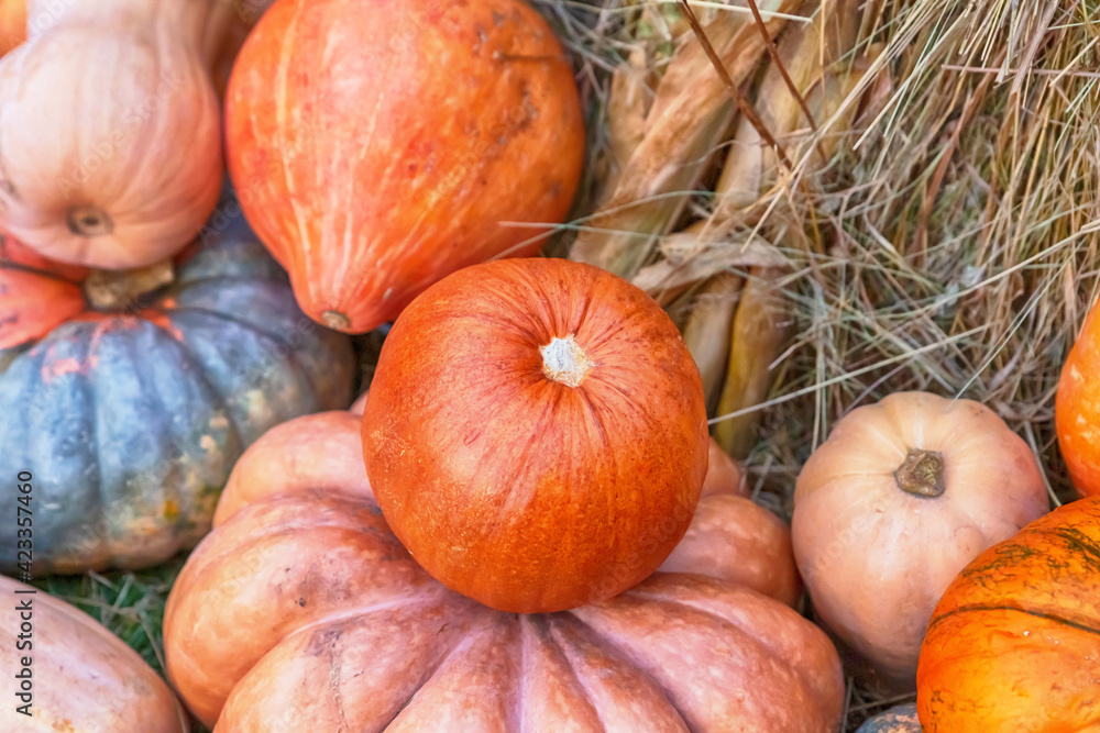 small pumpkin stands on a large against the background of dry hay, an autumn farmer harvest small pumpkin stands on a large against the background of dry hay, an autumn farmer harvest