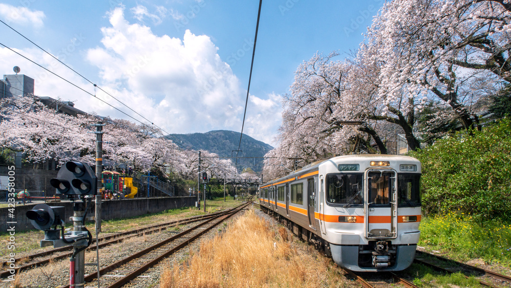 Naklejka premium 満開のサクラと電車