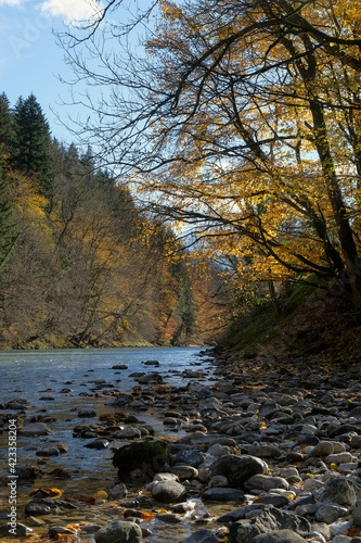 autumn foliage on the river, austria