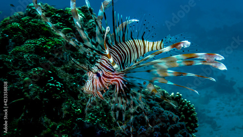 Fish lionfish on reefs of the Red Sea