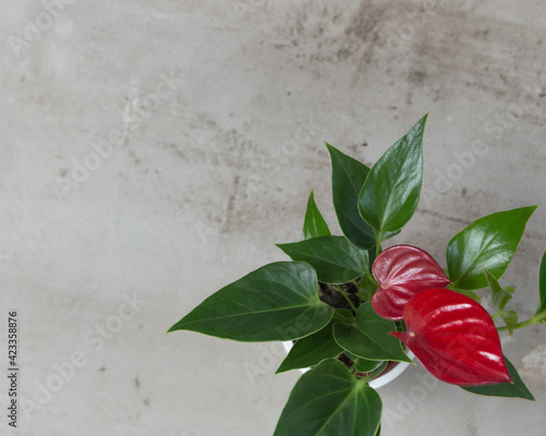 Houseplant red Anthurium andreanum on a grey stone background. Flat lay. Close up. Home gardening photo