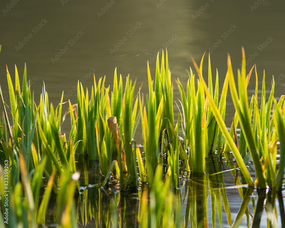 Obraz premium Frühling/Wasser/Sonnenlicht/Grün