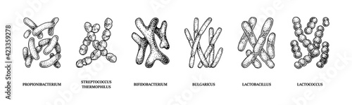 Set of hand drawn probiotics bacterias: lactococcus, lactobacillus, bulgaricus, bifidobacterium, propionibacterium, streptococcus. Vector illustration in sketch style