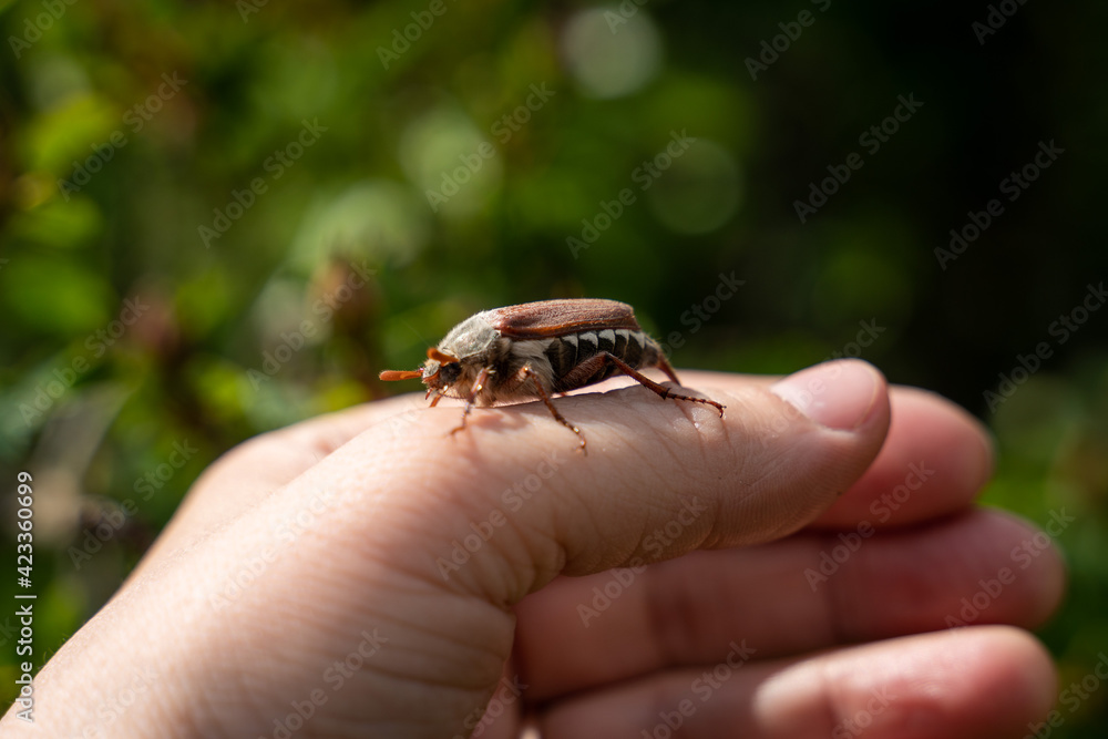 CHAFER ON A WOMAN'S HAND