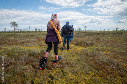 A small group of three tourists travels around the reserve. People move through the swamp wearing special devices - bogshoes.