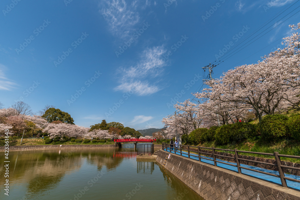 桜と池 甘木公園