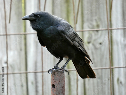 crow on a fence