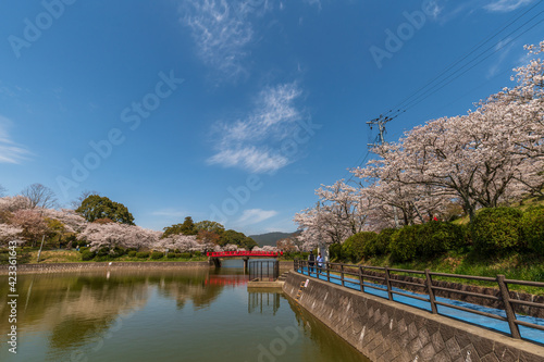 Obraz na płótnie 桜と池 甘木公園 w salonie