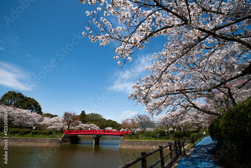 Obraz na płótnie 桜と池 甘木公園 w salonie
