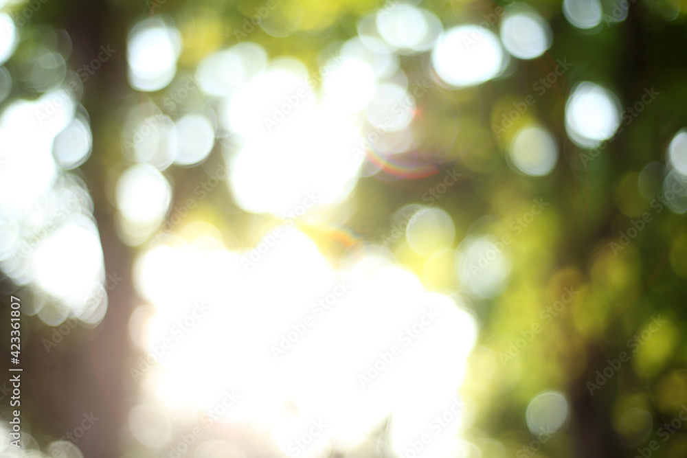 Obraz premium Blur background from tree and sky