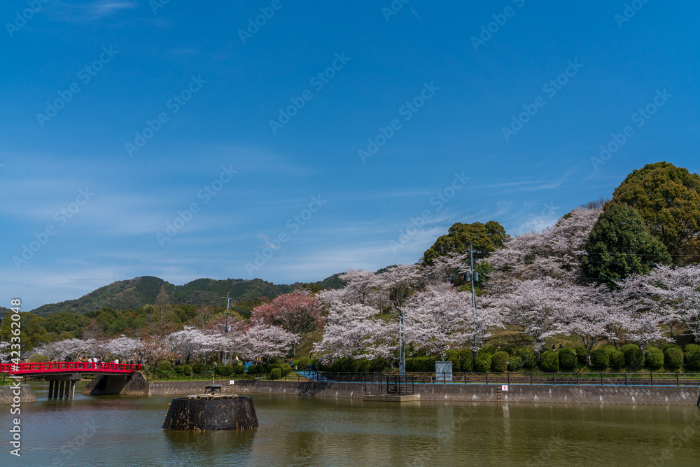 桜と池　甘木公園