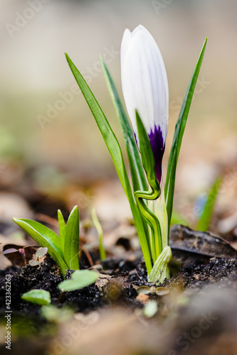 Biały wiosenny krokus