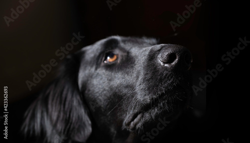 Head of an upward facing Flatcoated Retriever against a black background with focus on the shiny nose © Henk Vrieselaar