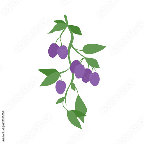 Wallpaper Mural Fruit plum branch. Stock vector illustration isolated on white background. Hand drawn plums hanging on branch with leaves. Kitchen design decoration, food packaging, flat food illustration, fruit tree Torontodigital.ca