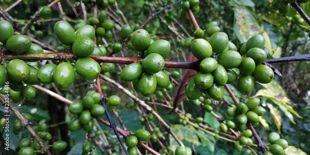 Coffee tree in the rain Flores Indonesia defocused baground Coffee tree in the rain Flores Indonesia defocused baground