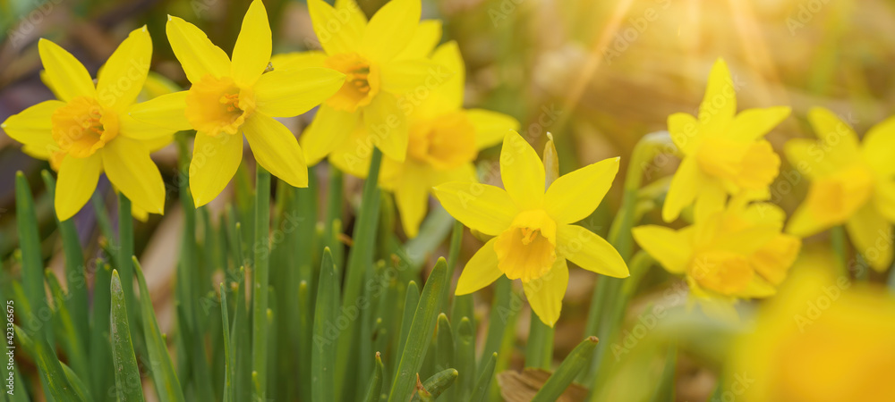 Spring easter flowers background banner panorama - Yellow fresh Wild daffodil ( Narcissus pseudonarcissus ) in garden, illuminated by the morning sun
Spring easter flowers background banner panorama - Yellow fresh Wild daffodil ( Narcissus pseudonarcissus ) in garden, illuminated by the morning sun