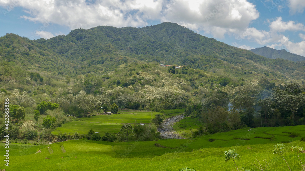 Panoramic view on rice terraces and candlenut tree plantation with mountain and forest background near Kelimutu National Park, Flores island, East Nusa Tenggara, Indonesia