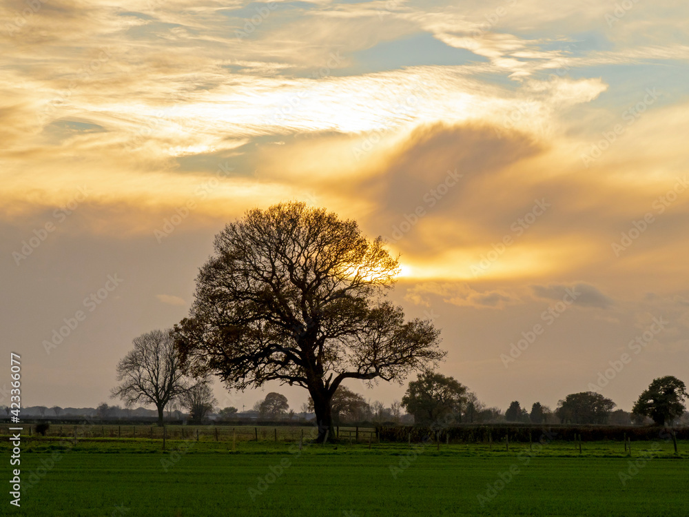 Dramatic sky with low sun behind a bare winter oak tree