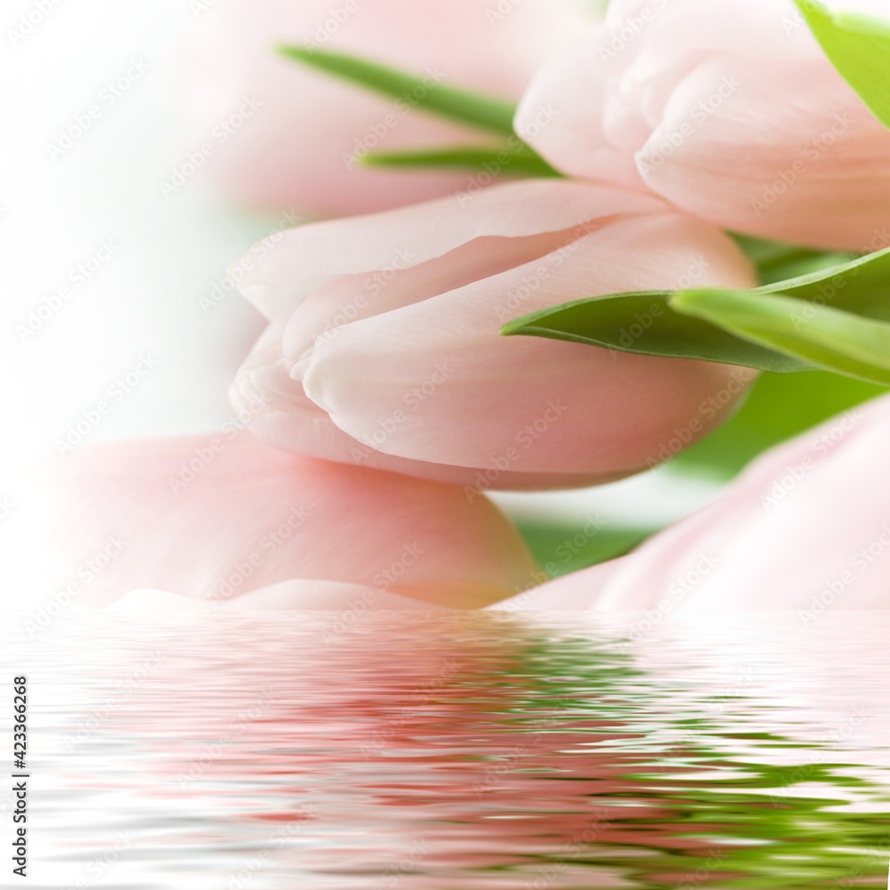 Beautiful Pink Tulips Background Interior Wall Decoration Design