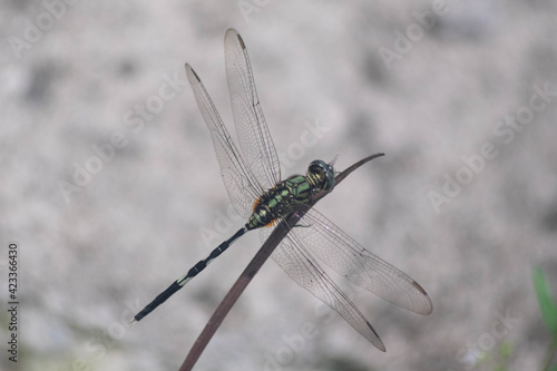 close up of dragonfly © Milan